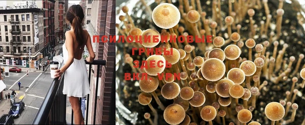 хмурый Белокуриха